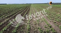 NONIUS-5,6 cultivator (without fertilizer application system) NONIUS-5,6 cultivator (without fertilizer application system)
